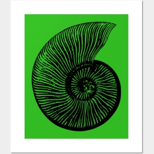 Ammonite Posters and Art